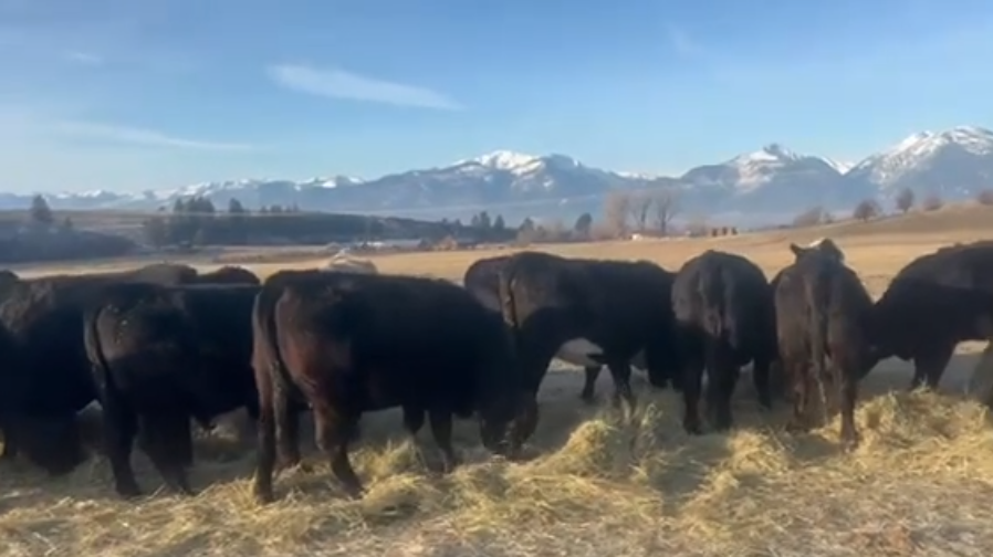 32 - Angus Bred Heifers - Montana - NO BRANDS – 1100 LBS – March to May calvers!-BH1210a5
